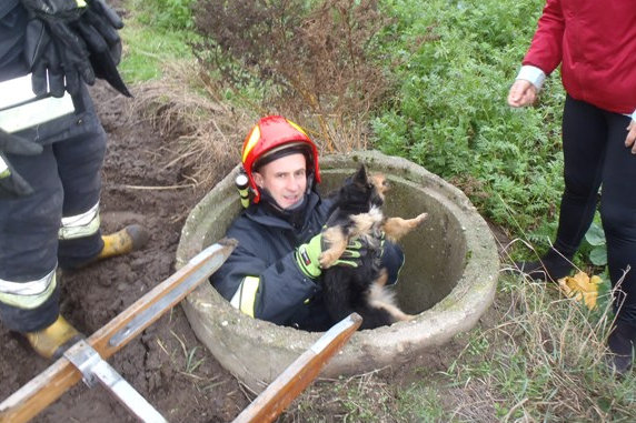 pies uratowany ze studni - Straż Pożarna Słupca