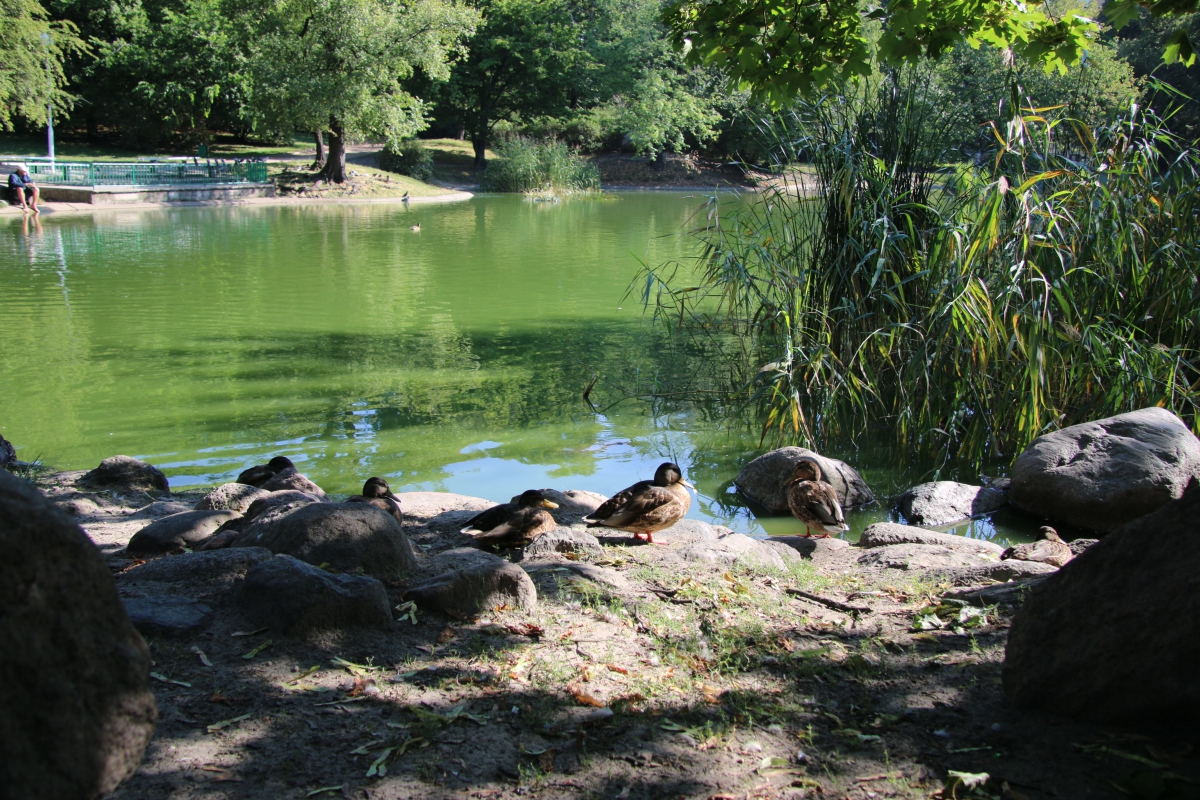 park sołacki staw kaczki - Marcin Wesołowski