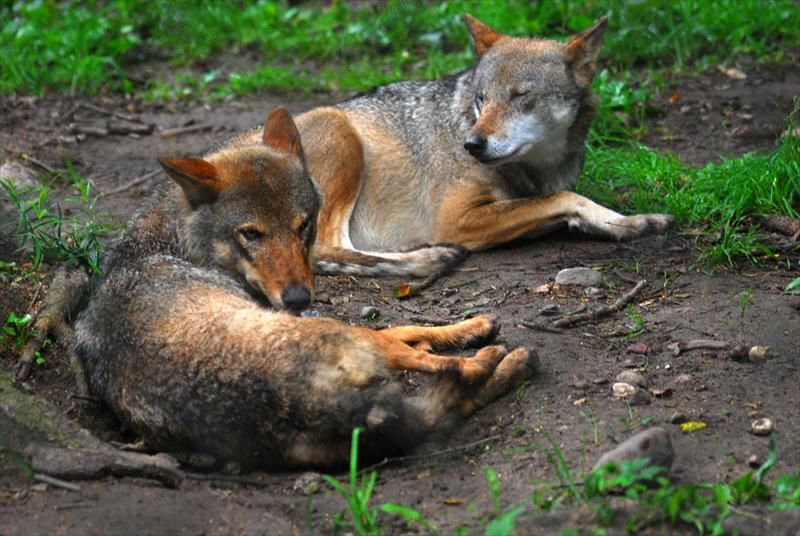 wilki leżą na trawie - Stacja doświadczalna w Stobnicy