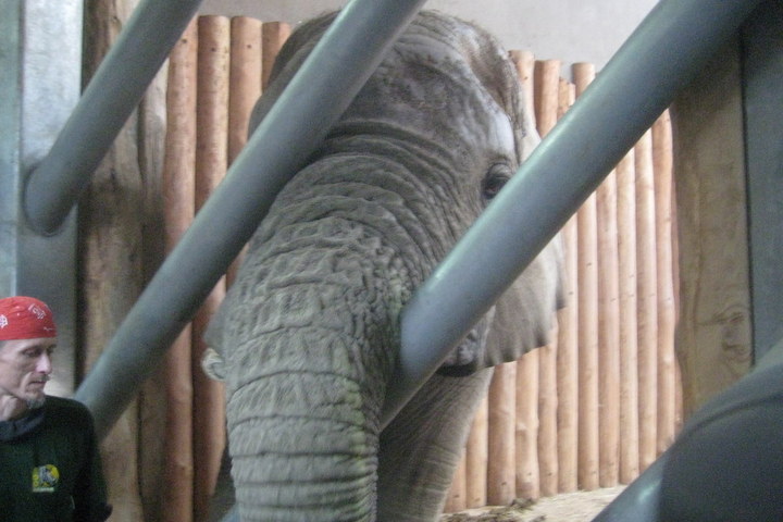 slon z bliska - Jacek Butlewski