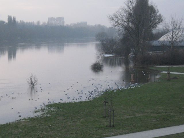 Rzeka Warta -- powódź 22 stycznia 2011 - Radio Merkury
