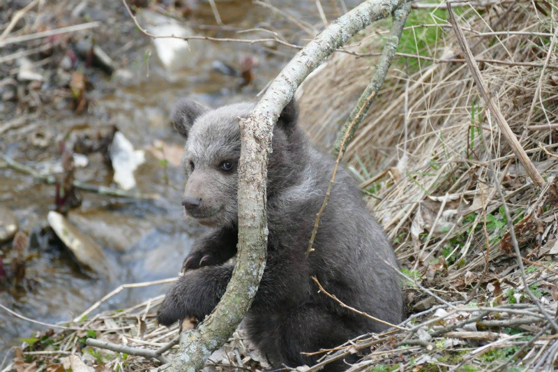 niedźwiadek - Nadleśnictwo Cisna Lasy Państwowe