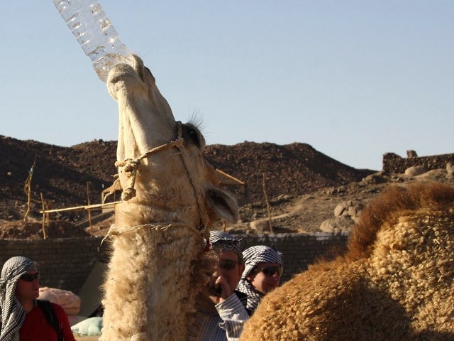 Wakacje w Egipcie - wielbłąd - Marek Kozłowski