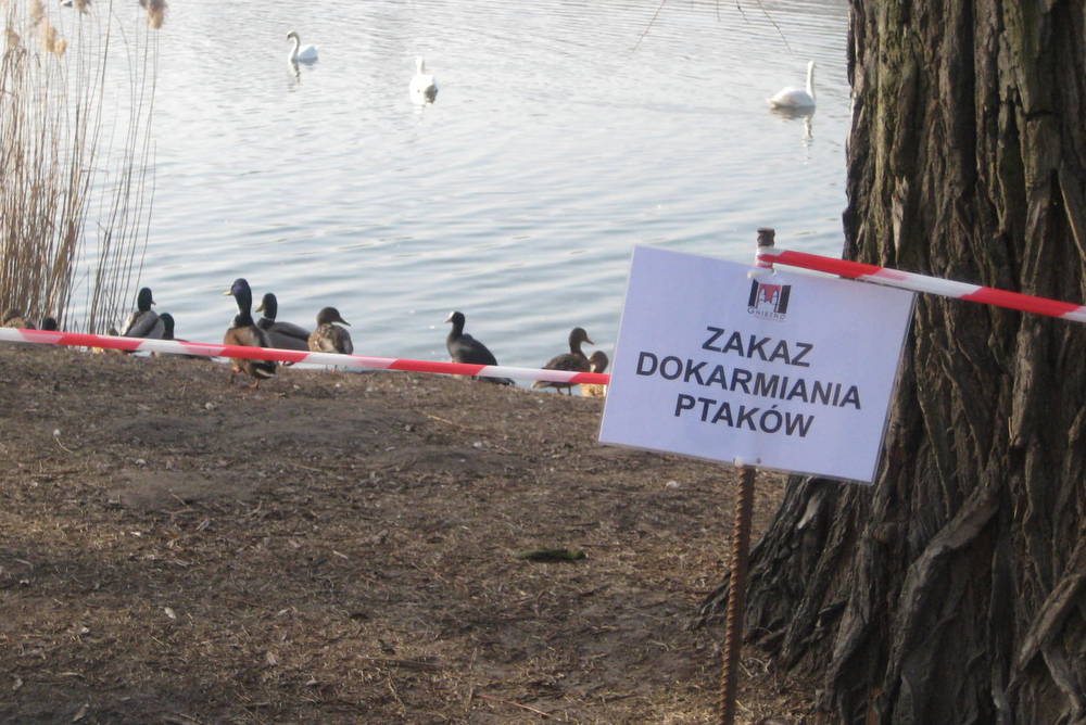 ptasia grypa ptaki kaczki łabędzie nad jeziorem - Rafał Muniak