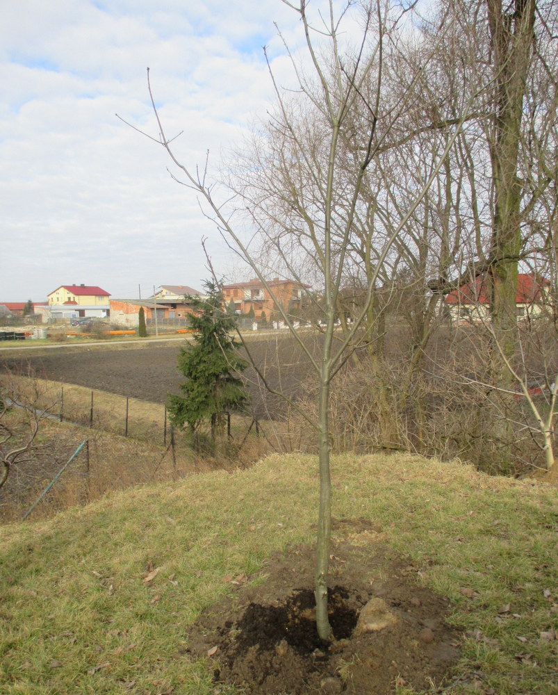 sadzenie drzewa - Danuta Synkiewicz