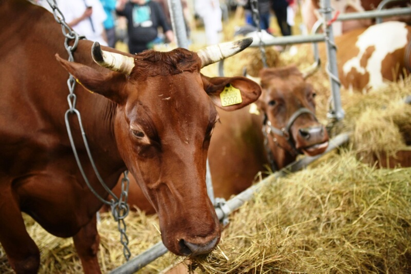 wystawa zwierząt hodowlanych krowy (4) - MTP/KWZH