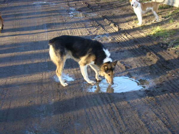 Pies ze schroniska w Gaju