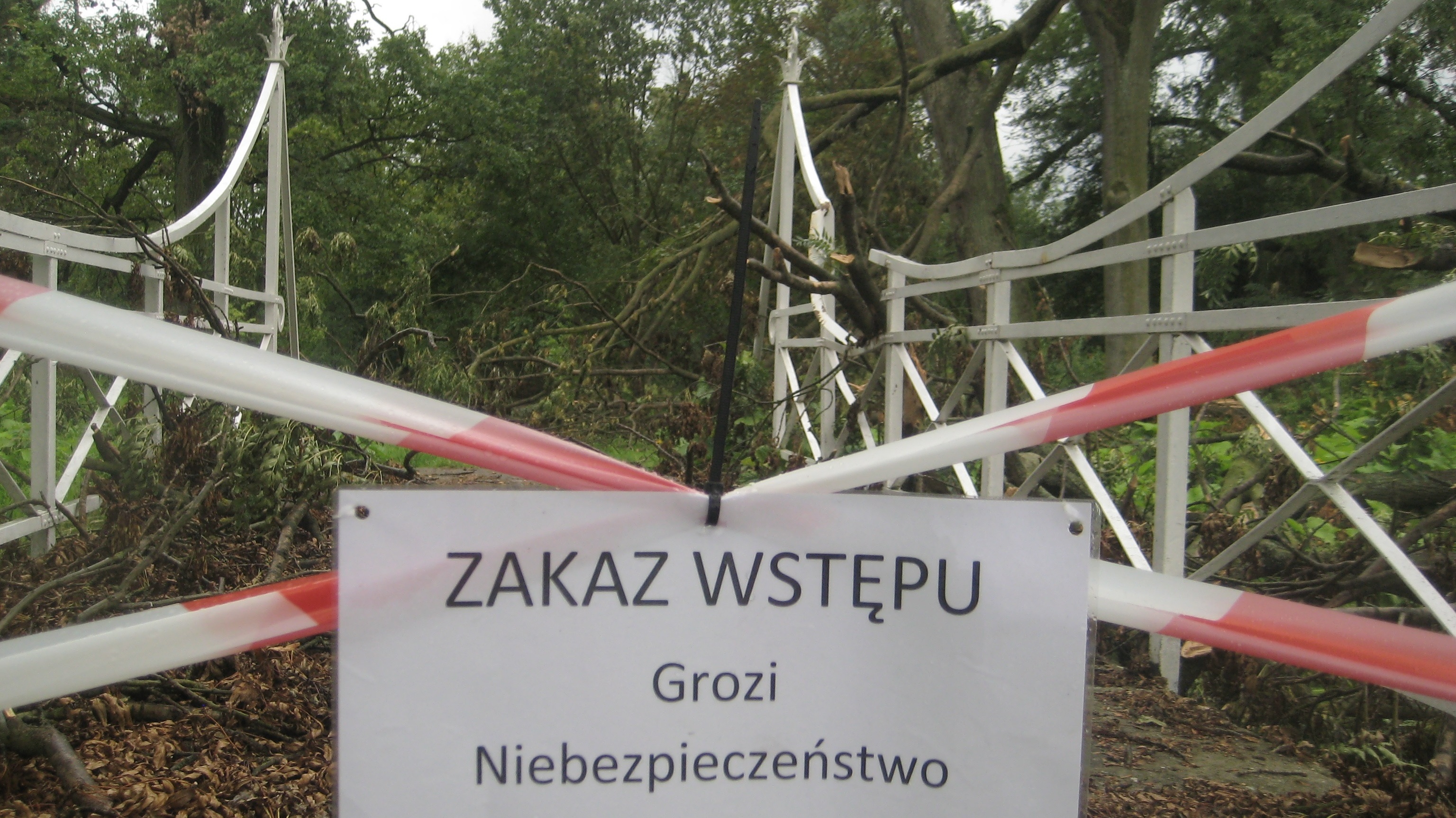 park miłosław drzewa - Rafał Regulski