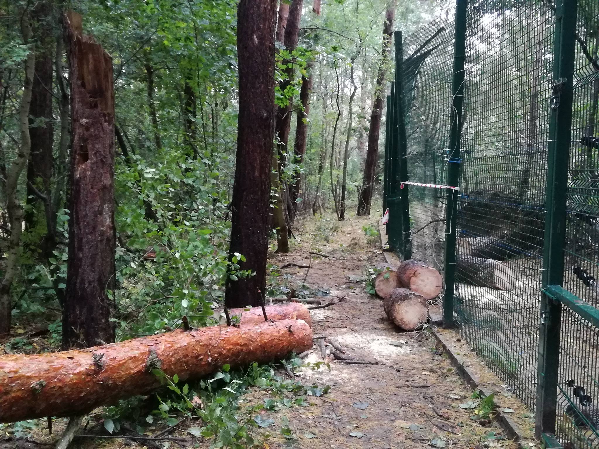 orkan Ksawery straty Poznań nowe zoo - Nowe Zoo Poznań
