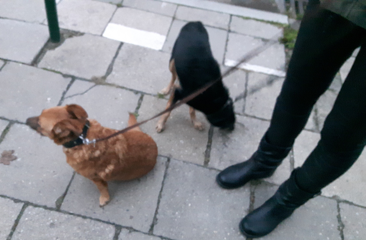 psy na smyczy parapet - Fundacja Ochrony Zwierząt Animal Security