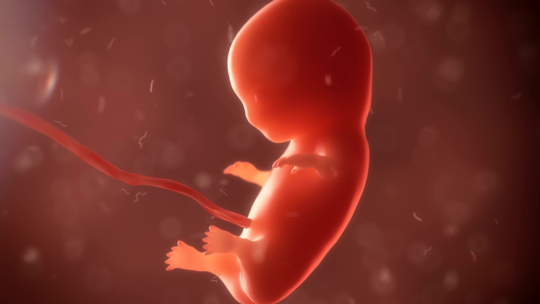 płód aborcja - Fotolia