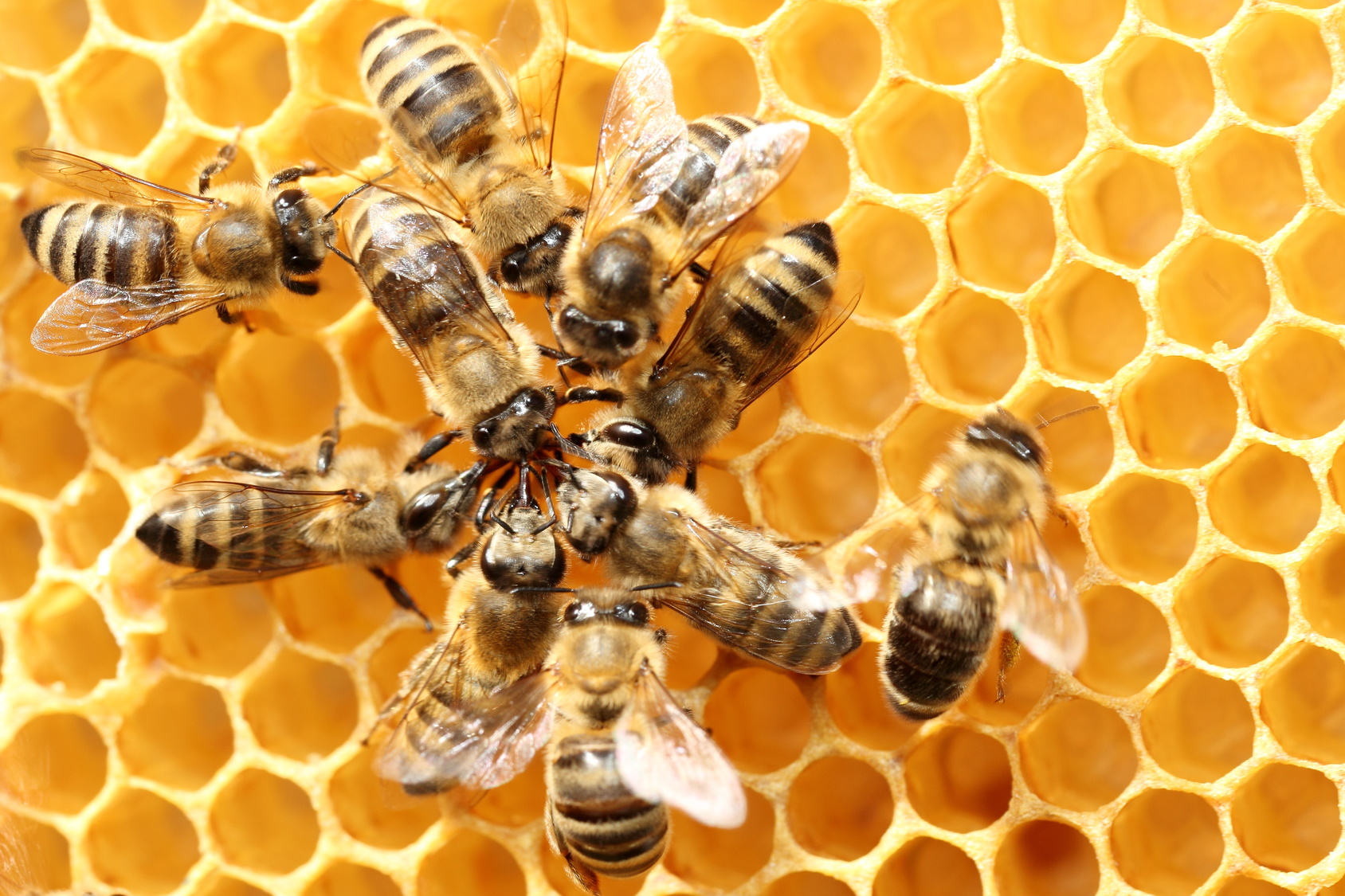 pszczoly ul pasieka miut miod - Fotolia