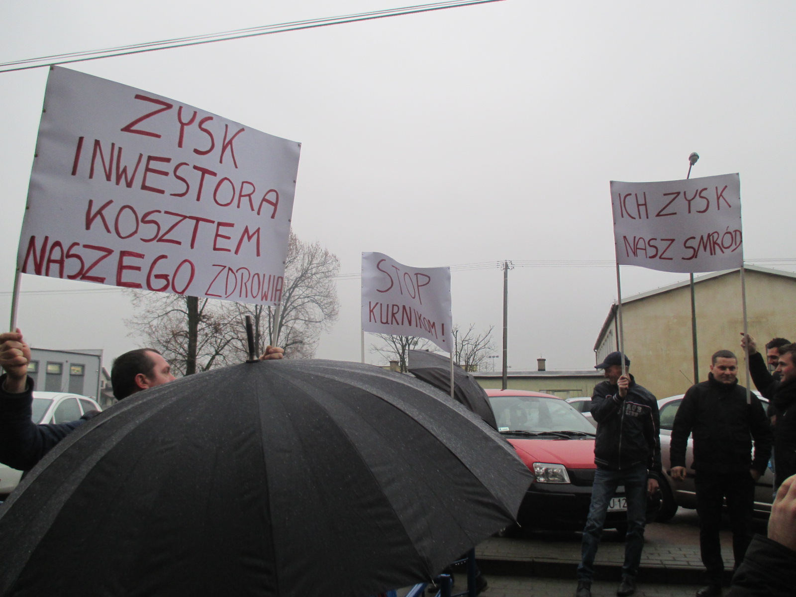 protest kurnik - Danuta Synkiewicz/zdjęcie ilustracyjne