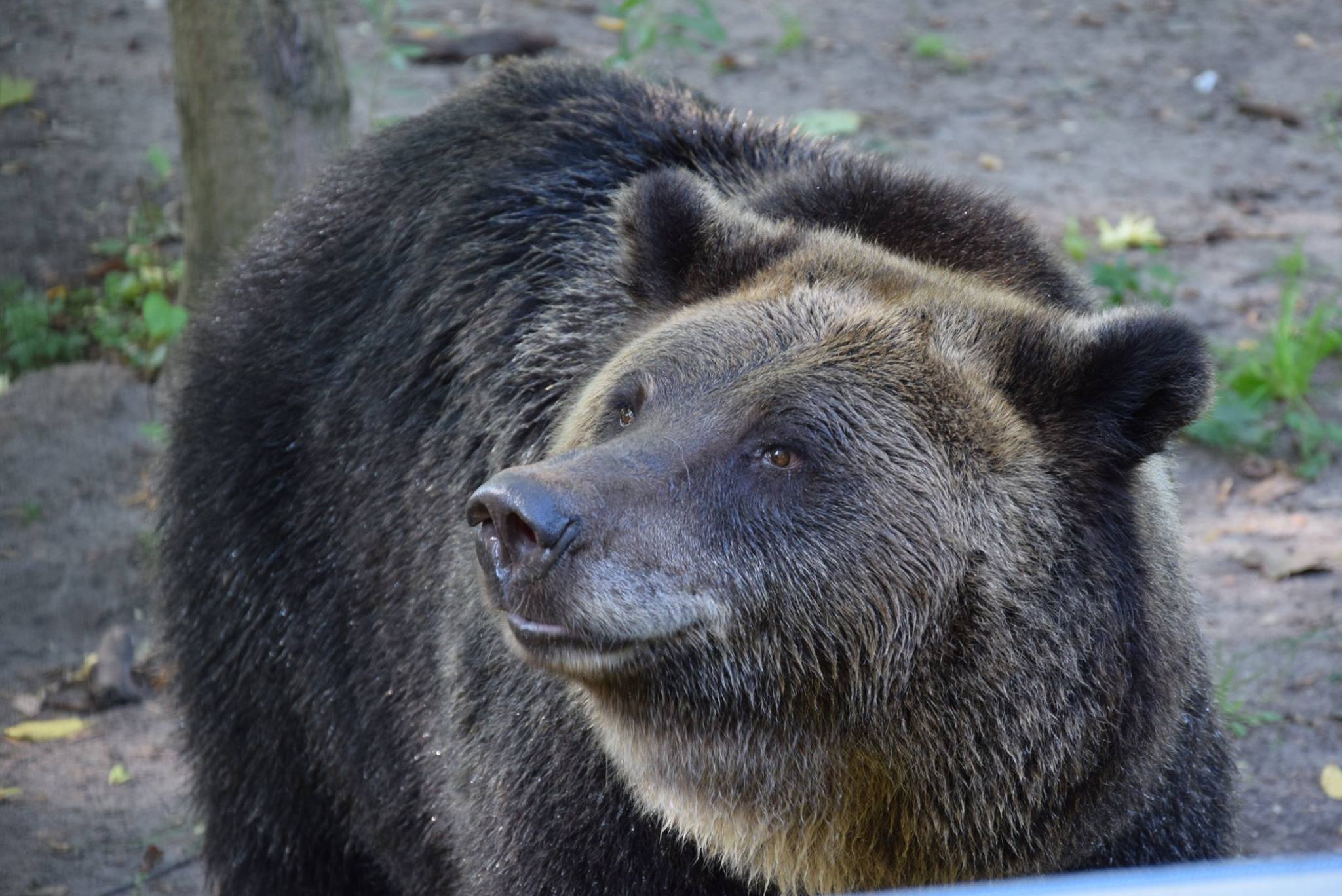 gienia niedźwiedzica zoo - ZOO Poznań/Facebook