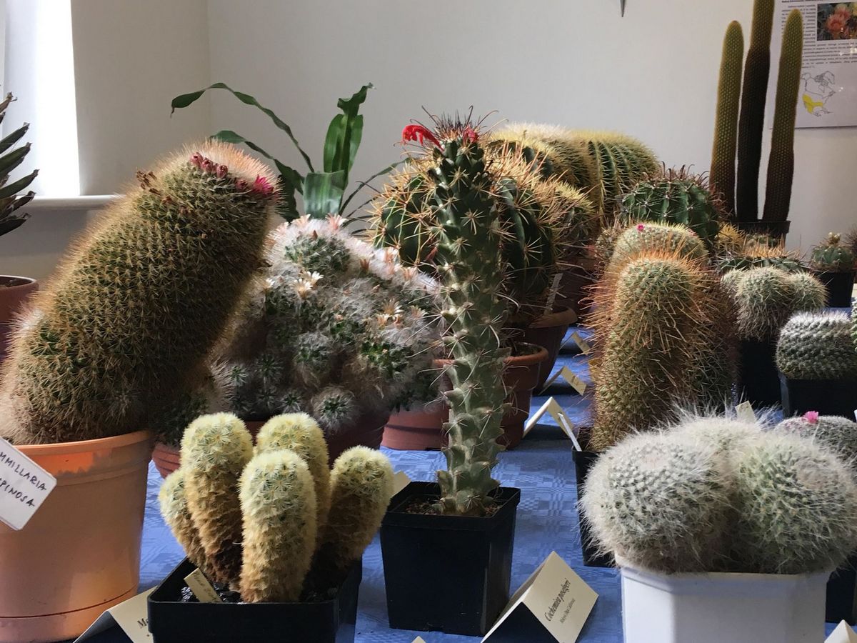 sukulenty palmiarnia kaktusy 2018 - Jacek Butlewski