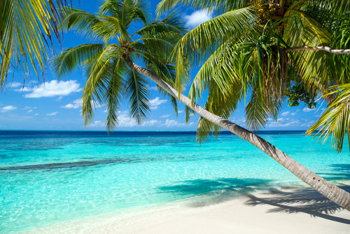 palmy tropiki morze - Fotolia