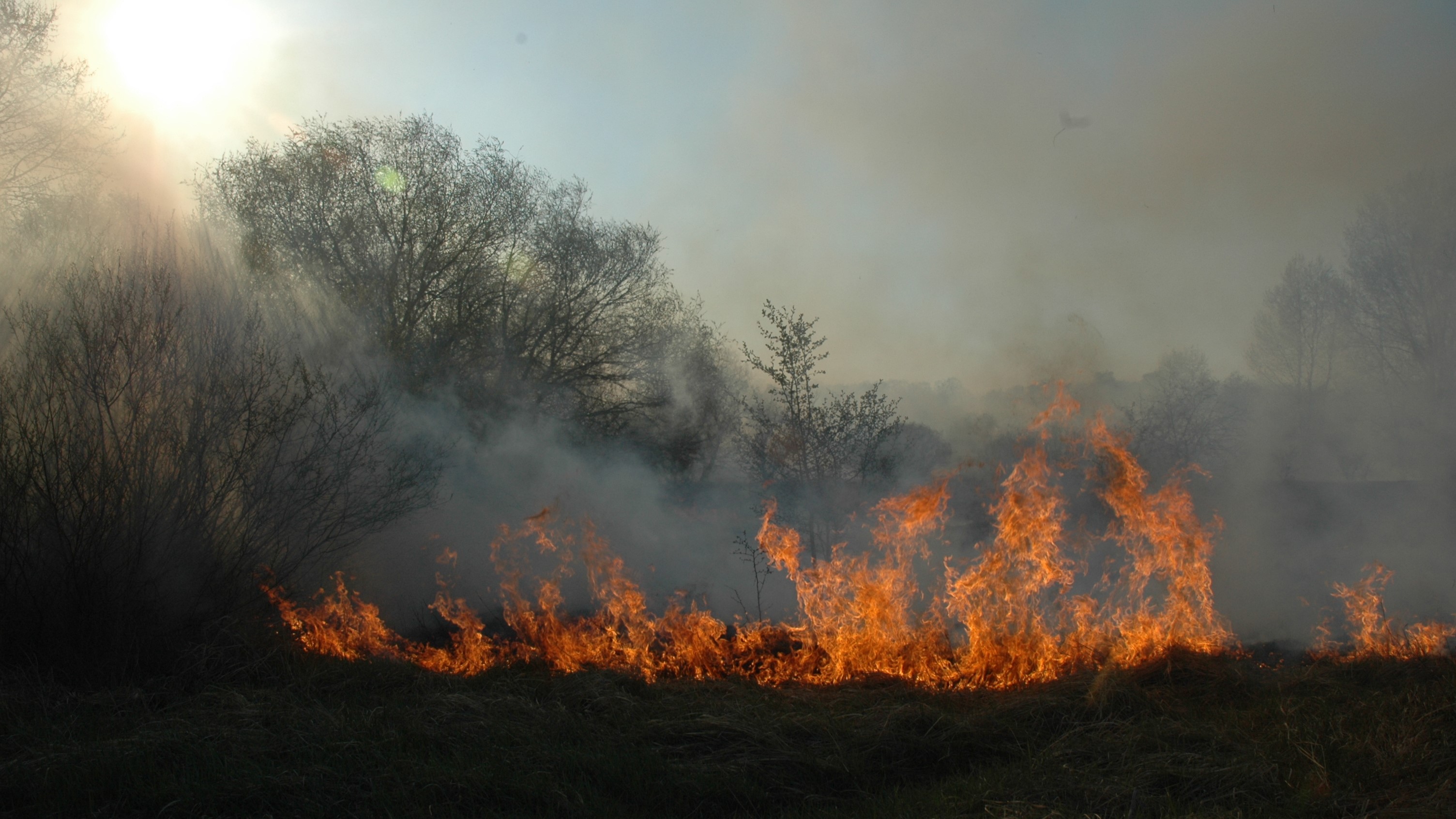 las pożar straż pożarna ogień łąka - Wojtek Wardejn