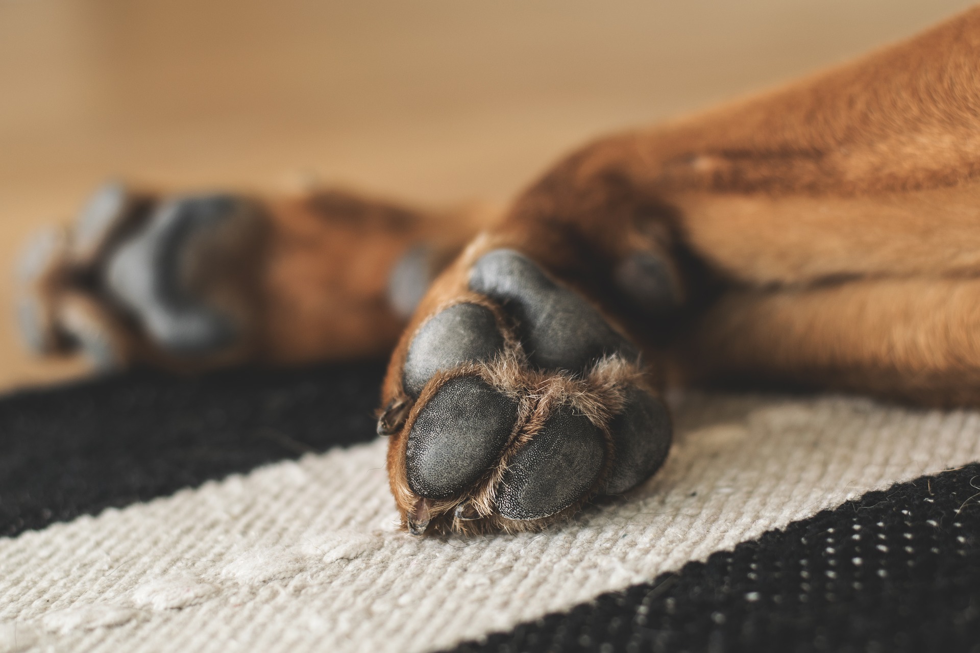 pies łapy psa - pixabay