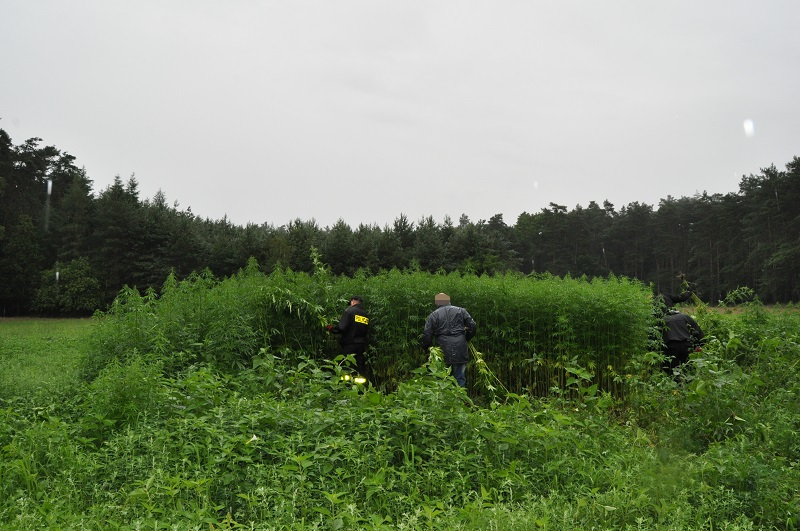 marihuana plantacja czerniejewo - KPP Gniezno