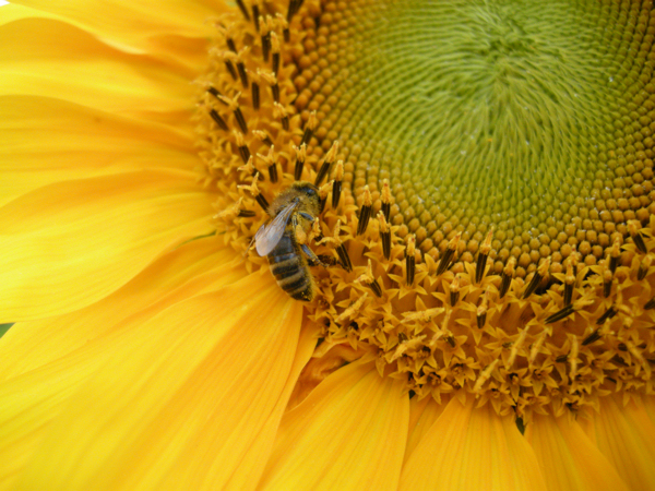 pszczoła słonecznik - TomFoto