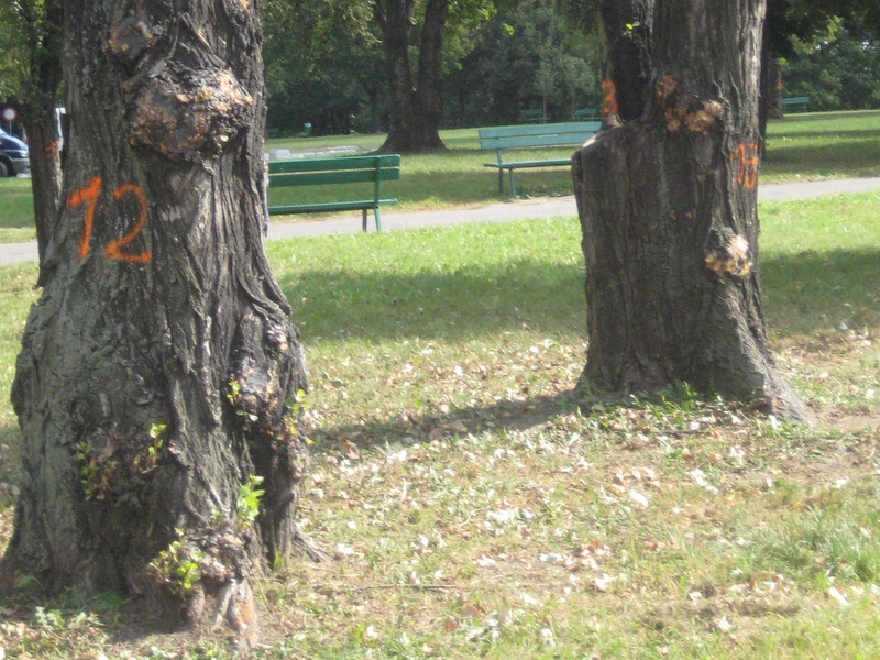 Drzewa oznakowane - wycinka - Anna Skoczek