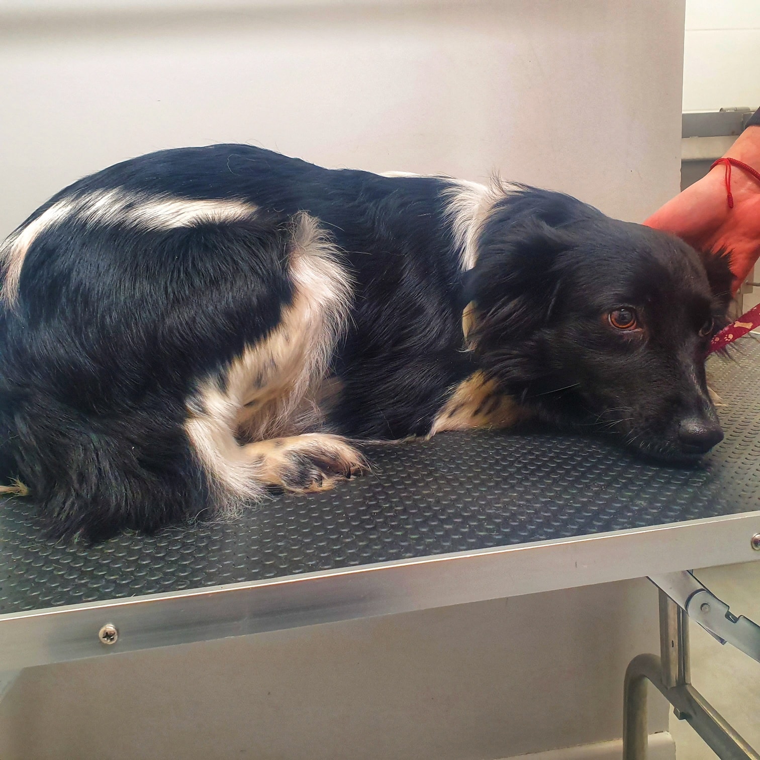 finka pies schronisko kalisz - Kaliskie Stowarzyszenie Pomocy Dla Zwierząt Help Animals