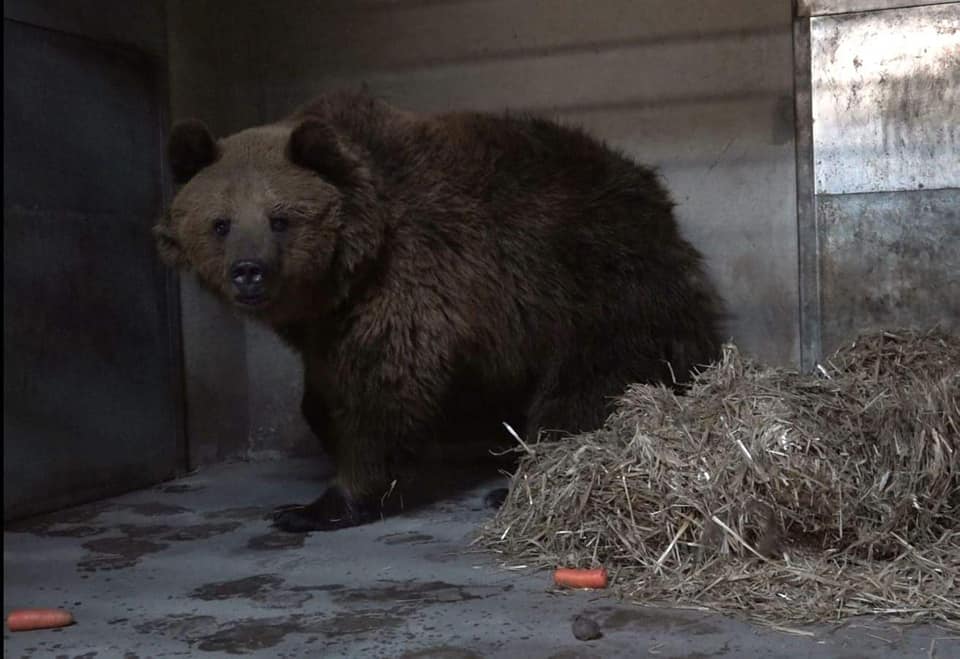 niedźwiedz z ukrainy zoo - ZOO w Poznaniu