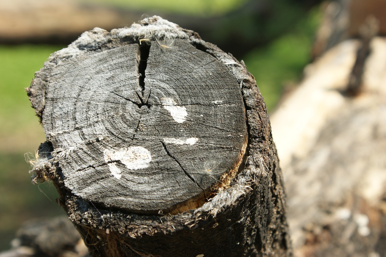 drzewo drewno - Pixabay