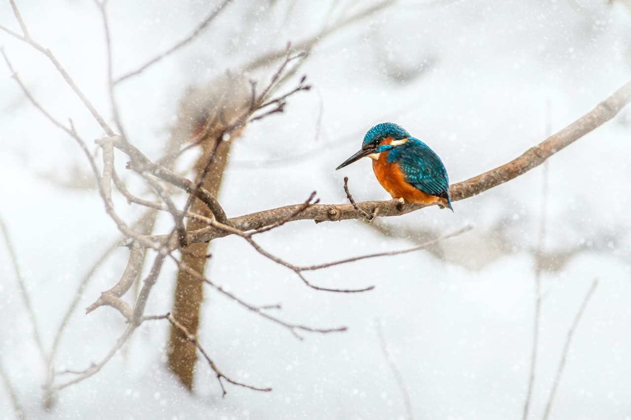 zima ptak śnieg - Erik Karits - Pexels.com