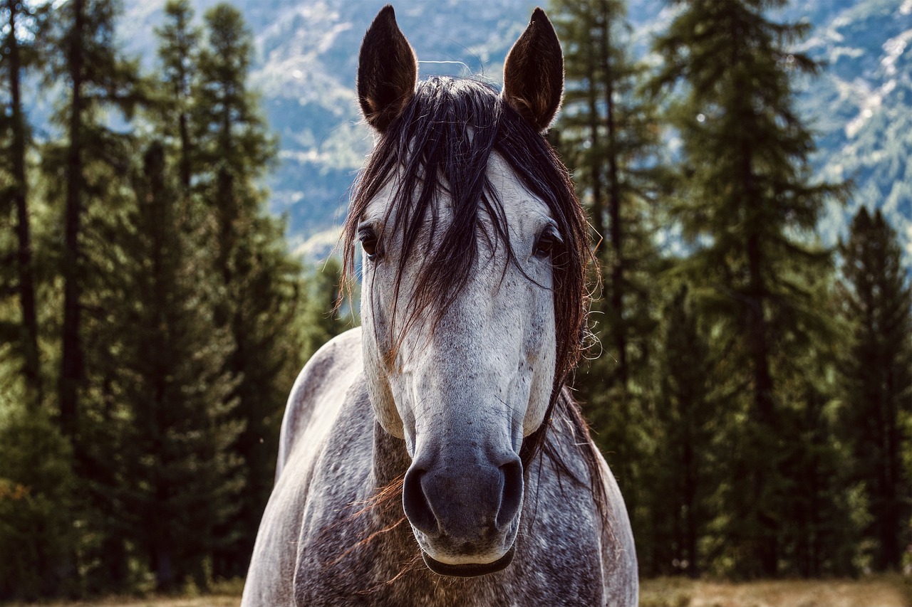 koń - Pixabay