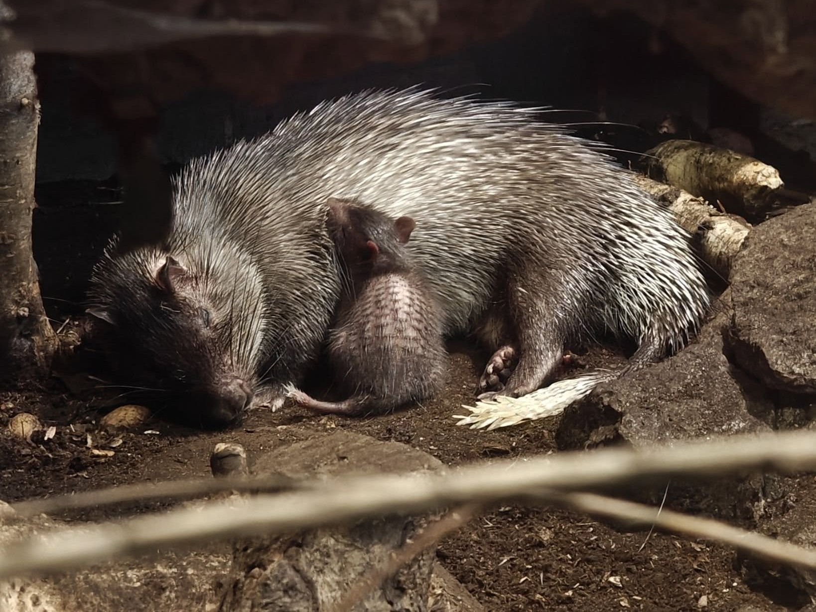 Jeżatka z mamą 2 - Zoo Poznań Official Site 