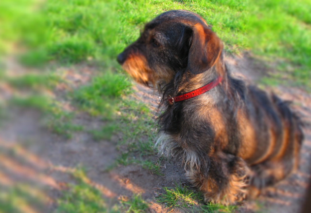 pies na trawie - TomFoto