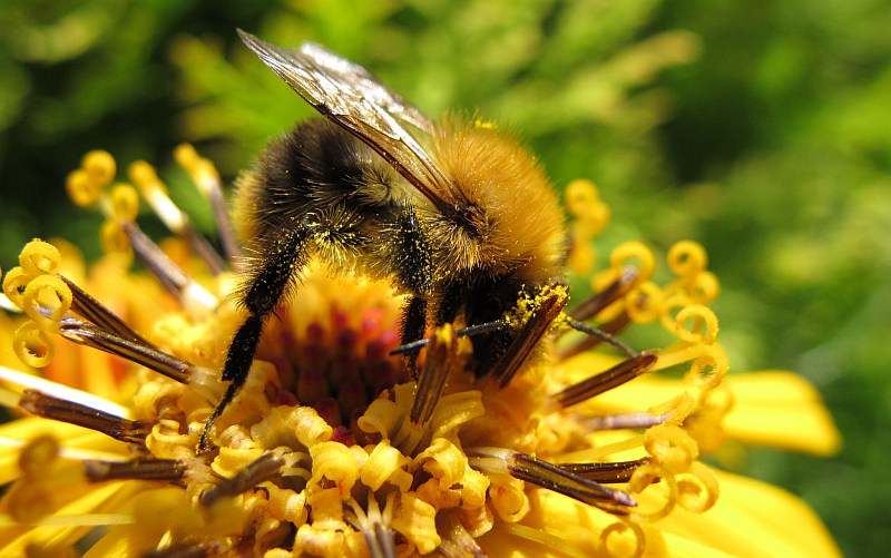 pszczoła miodna zbiera - TomFoto