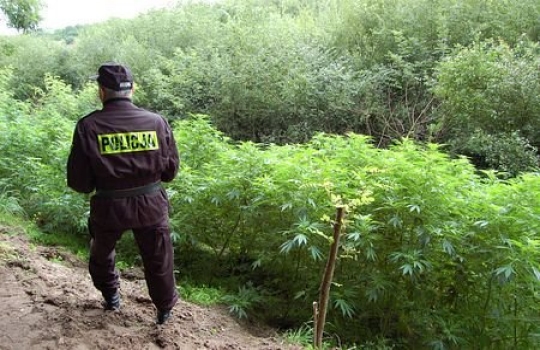 Plantacja marihuany pod Koninem - Policja