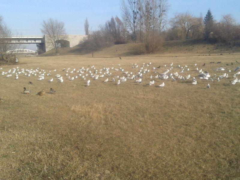 Kaczki, mewy nad Wartą - Szymon Mazur