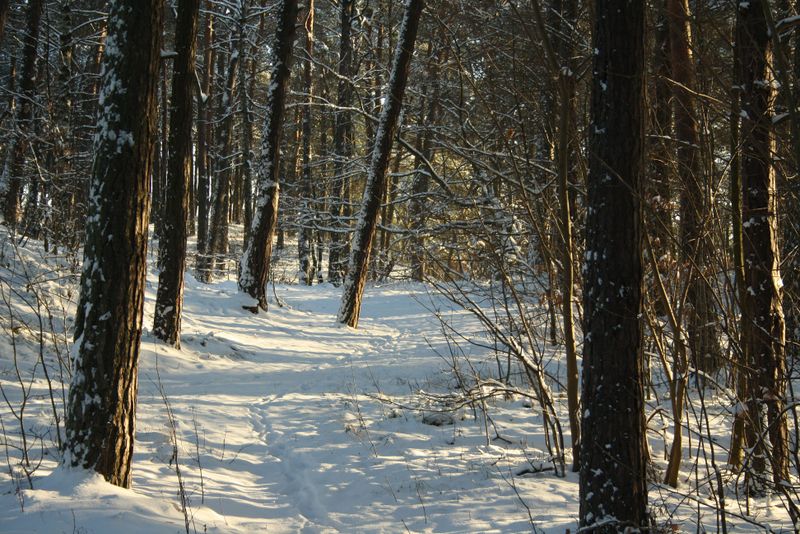 Zima w lesie - Marek Kozłowski