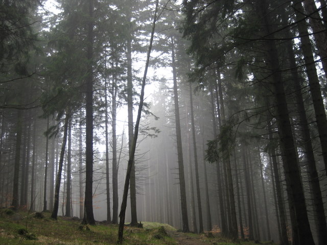 las mgła - Jacek Butlewski