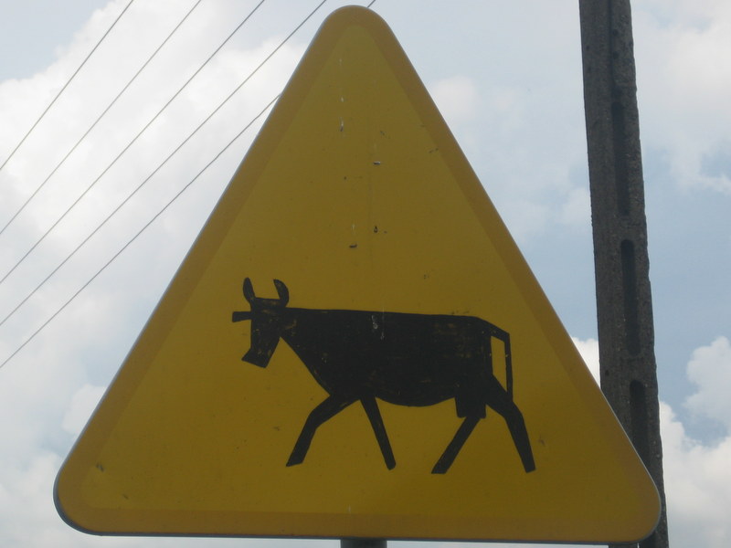 znak krowa - Jacek Butlewski