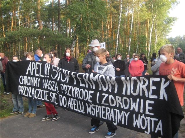Protest ws. fermy norek - Danuta Synkiewicz