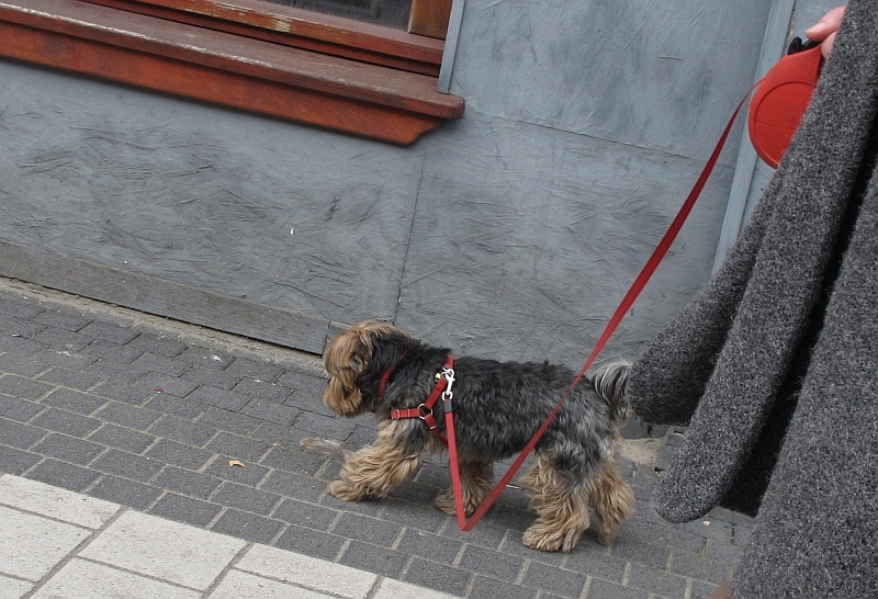 pies na smyczy chodnik - TomFoto
