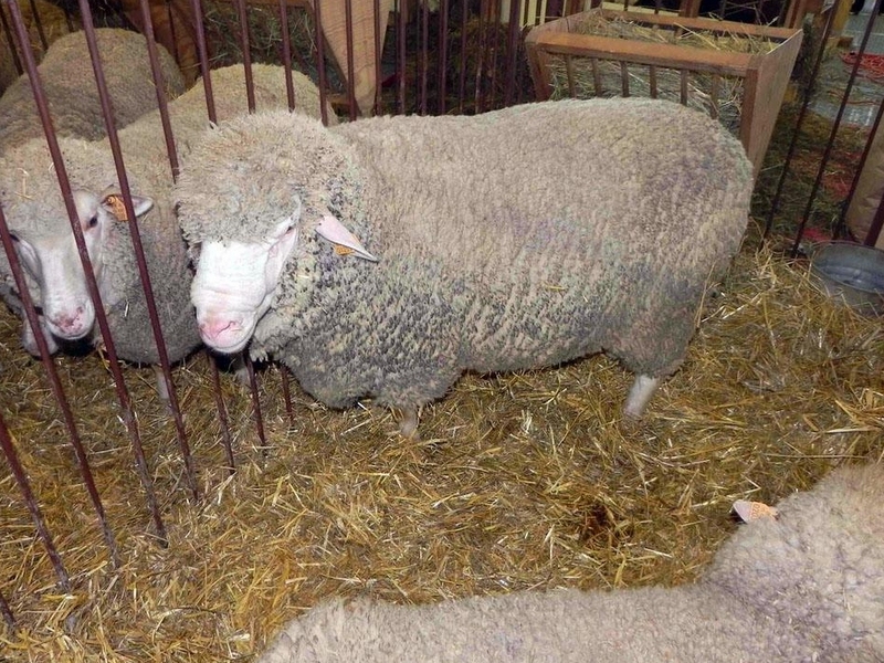 owce do golenia - Zakład Doświadczalny Pawłowice