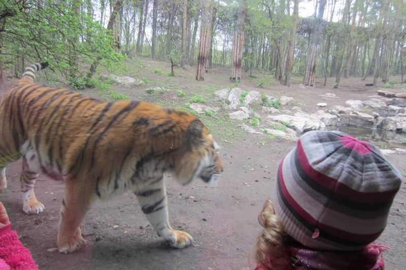 tygrys zoo dziecko - Adam Sołtysiak