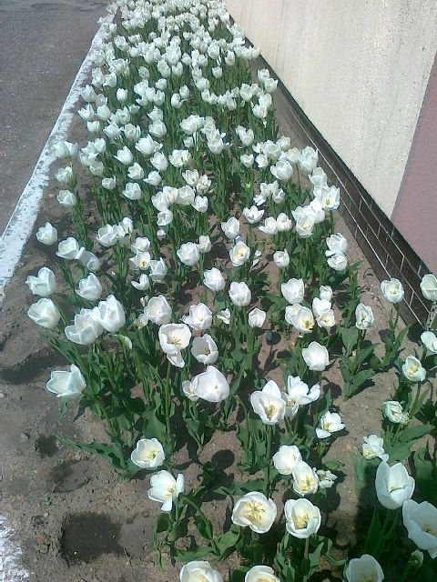 tulipany-jan-pawel-ii-popr - Jacek Kosiak