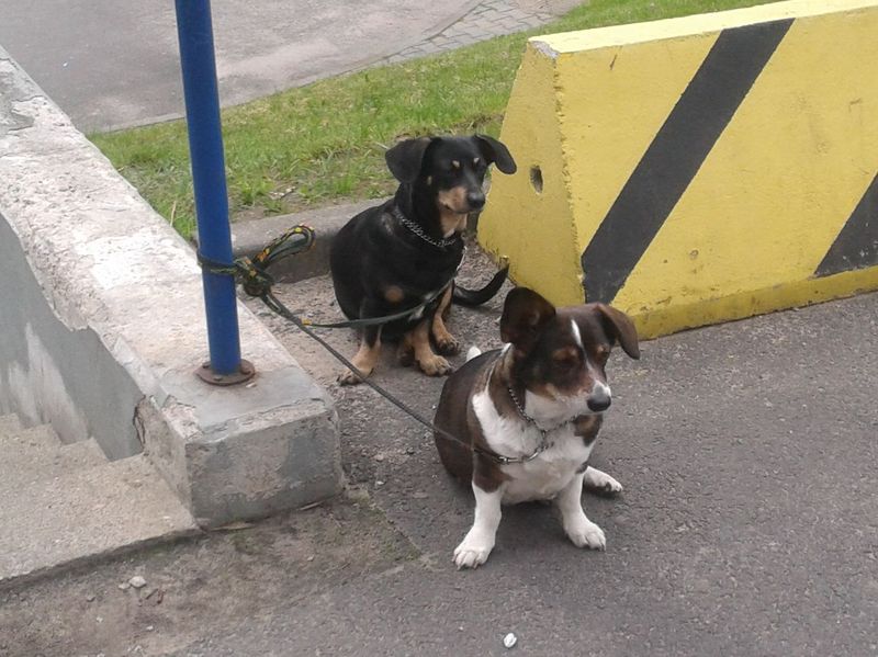 dwa psy przed sklepem - Szymon Mazur