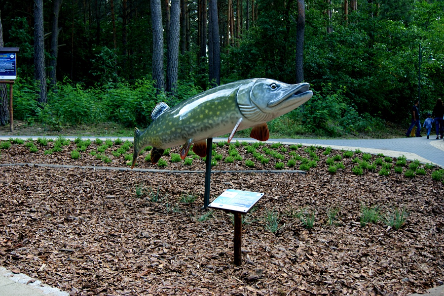 park-ryb-slodkowodnych-trzcianka - Marcin Maziarz