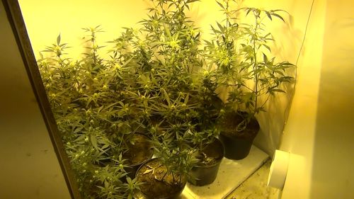 plantacja marihuany pod czarnkowem - Policja/Czarnków