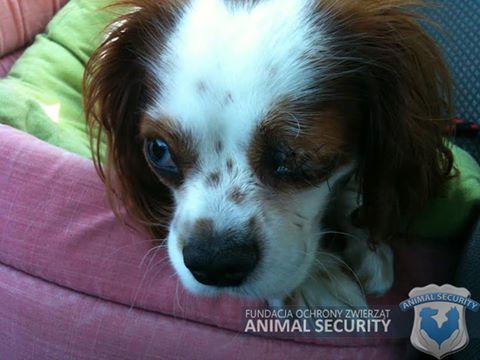 lucky skatowany pies - Animal Security