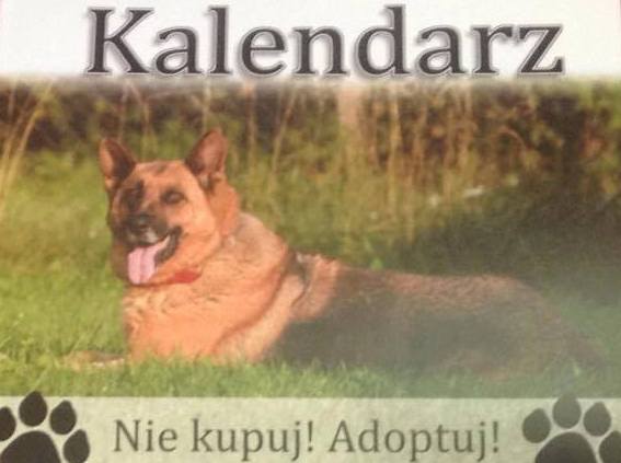 kalendarz z psami ze schroniska - Bazarek dla schroniska we Wrześni