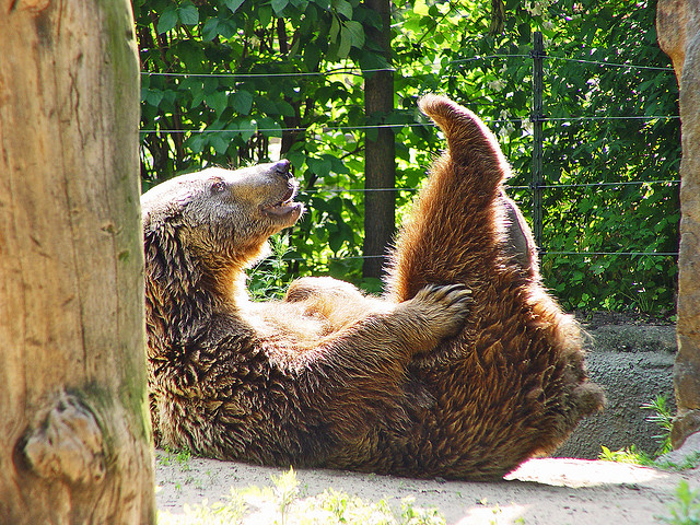 Niedźwiedź, miś - Tambako - CC Flickr