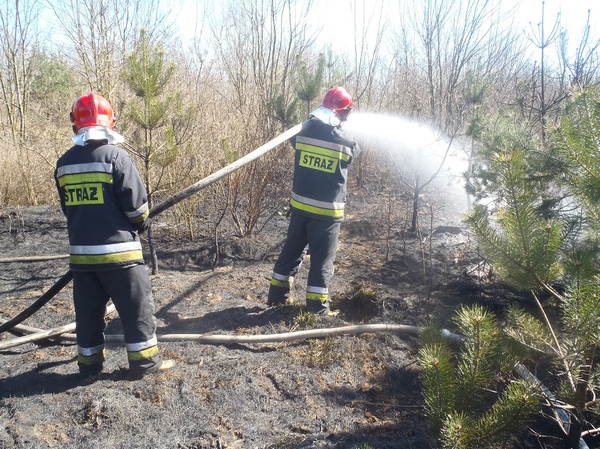 strażacy gaszą młody las - Straż Pożarna Gniezno